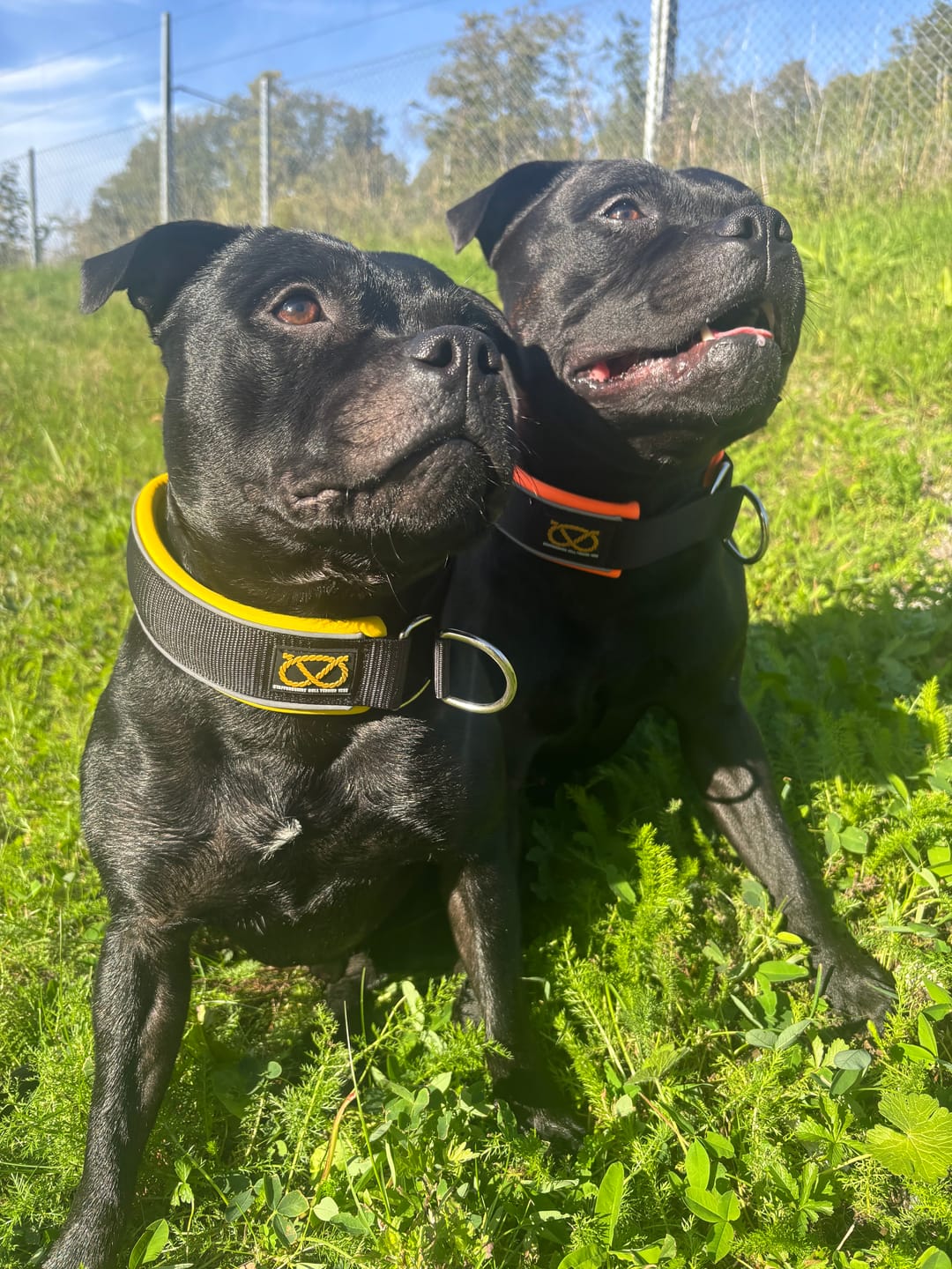 Customer photo review of Staffordshire Bull Terrier 1935® Nylon Collar - Orange