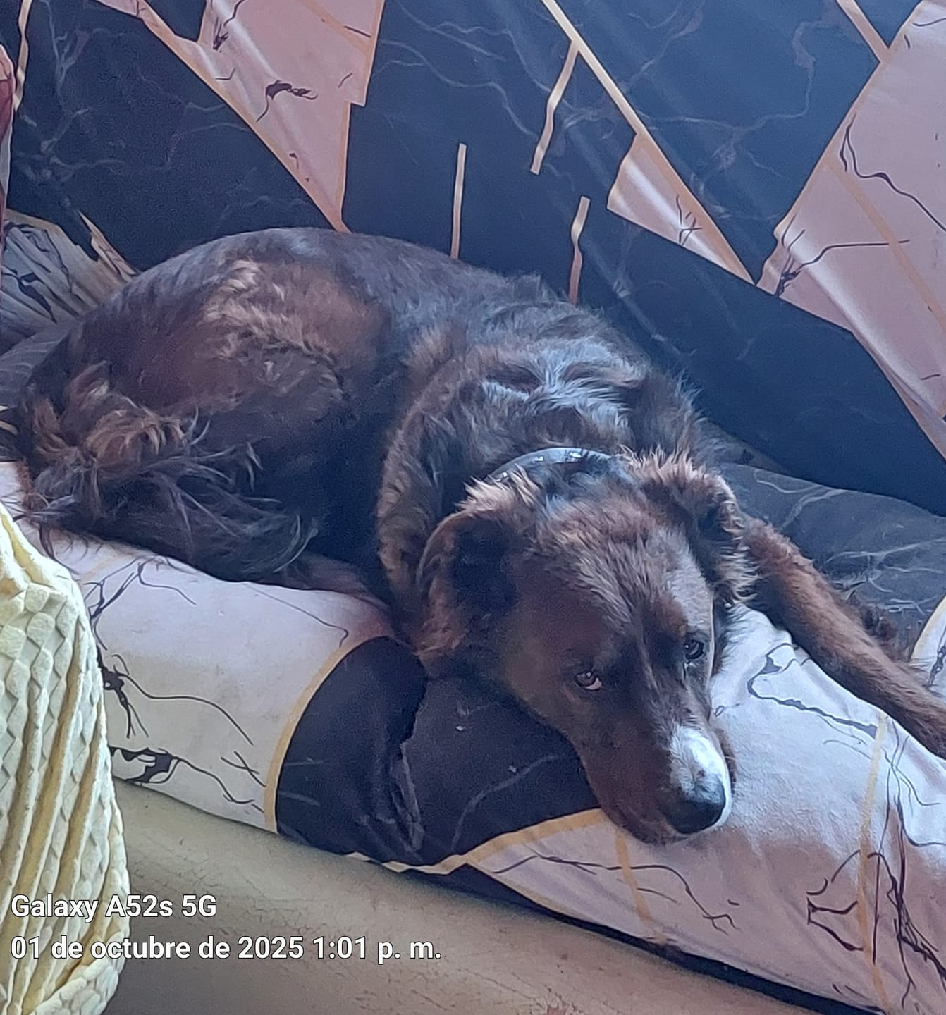 Customer photo review of CHAMPION DOG SENIOR CARNE Y POLLO 18KG
