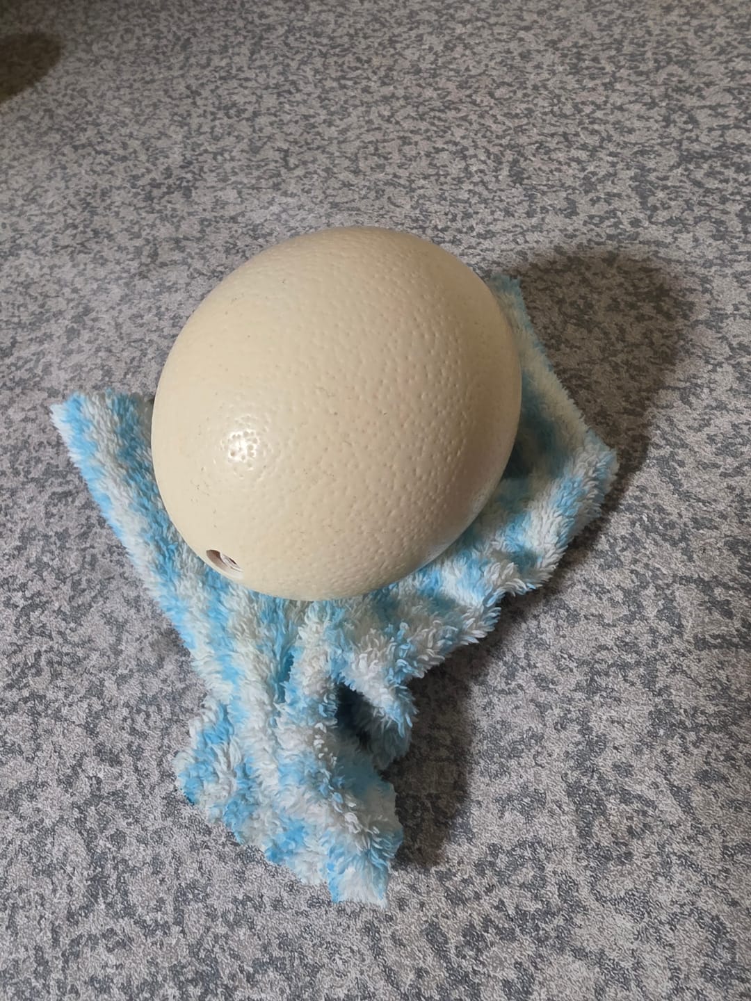 Customer photo review of Fresh Ostrich Egg