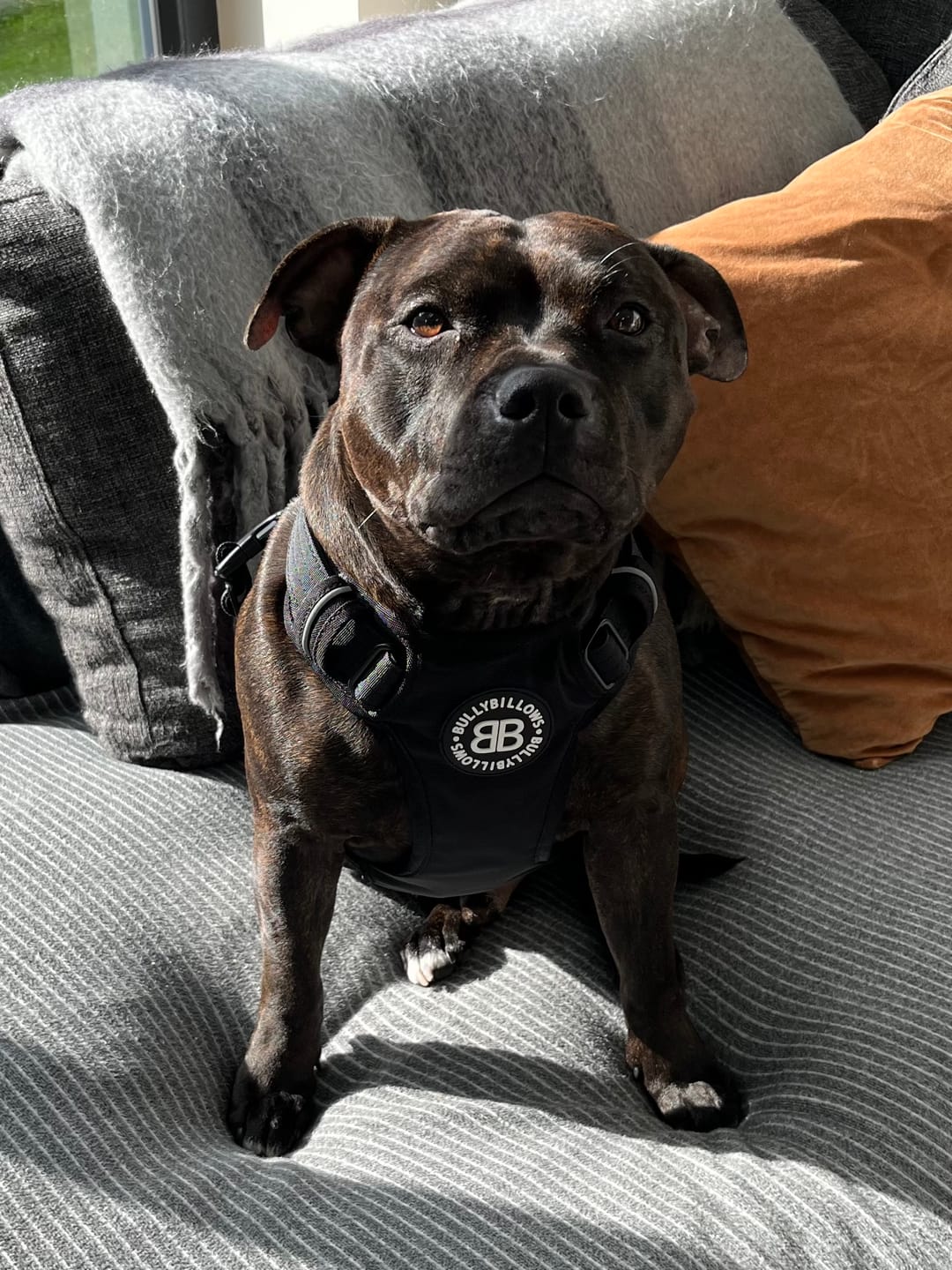 Customer photo review of Comfort Premium Harness | Non Restrictive - Black