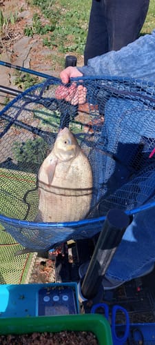 Customer photo review of GOLD-PRO BREAM BIG RIVER 1kg - 10 + 2 GRATIS 🎁 Pakket Deal