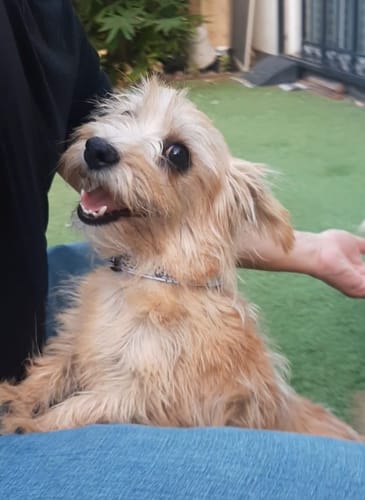 Customer photo review of Collar personalizado para Mascota: Primavera