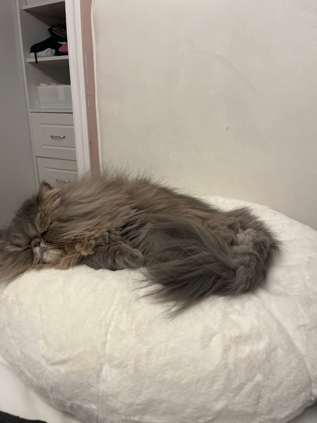 Customer photo review of Sourdough Pudding Bed