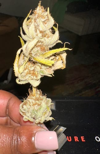 Customer photo review of Granddaddy Purple - 28 Grams - Indica