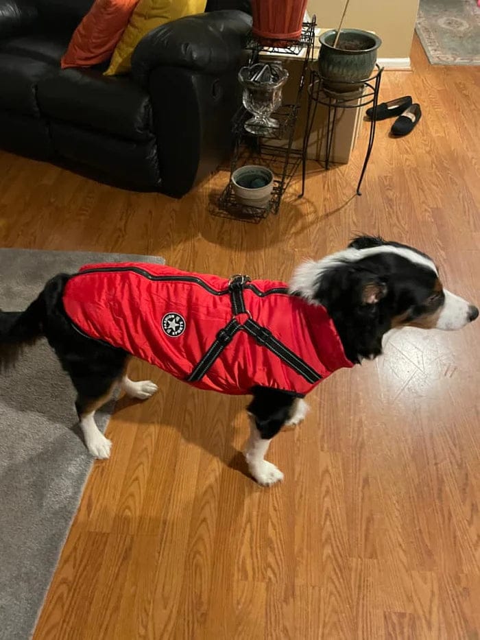 Customer photo review of PawShield - Honden Winterjas Winterjas Voor Hond