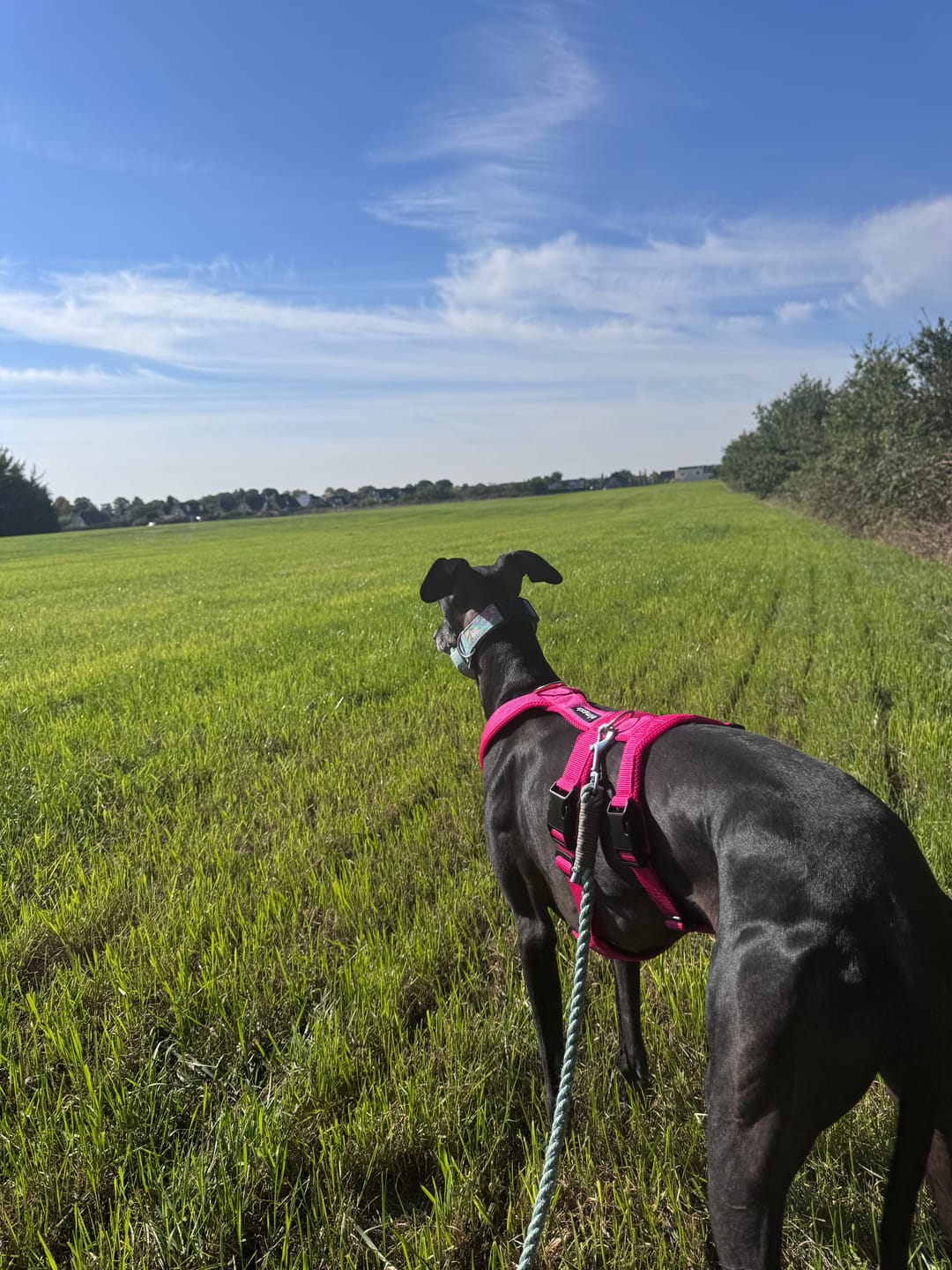Customer photo review of Sicherheitsgeschirr FUN "Flamingo Pink"