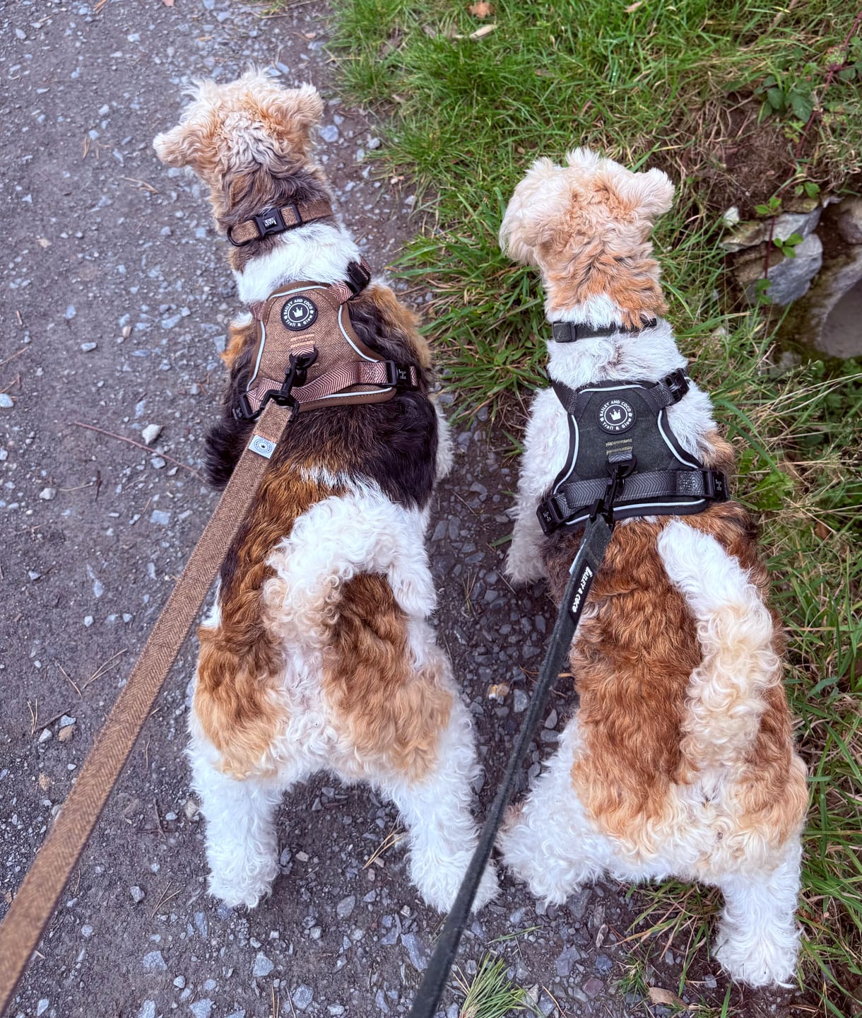 Customer photo review of Trail & Glow Tweed Dog Harness - Oxford Tweed