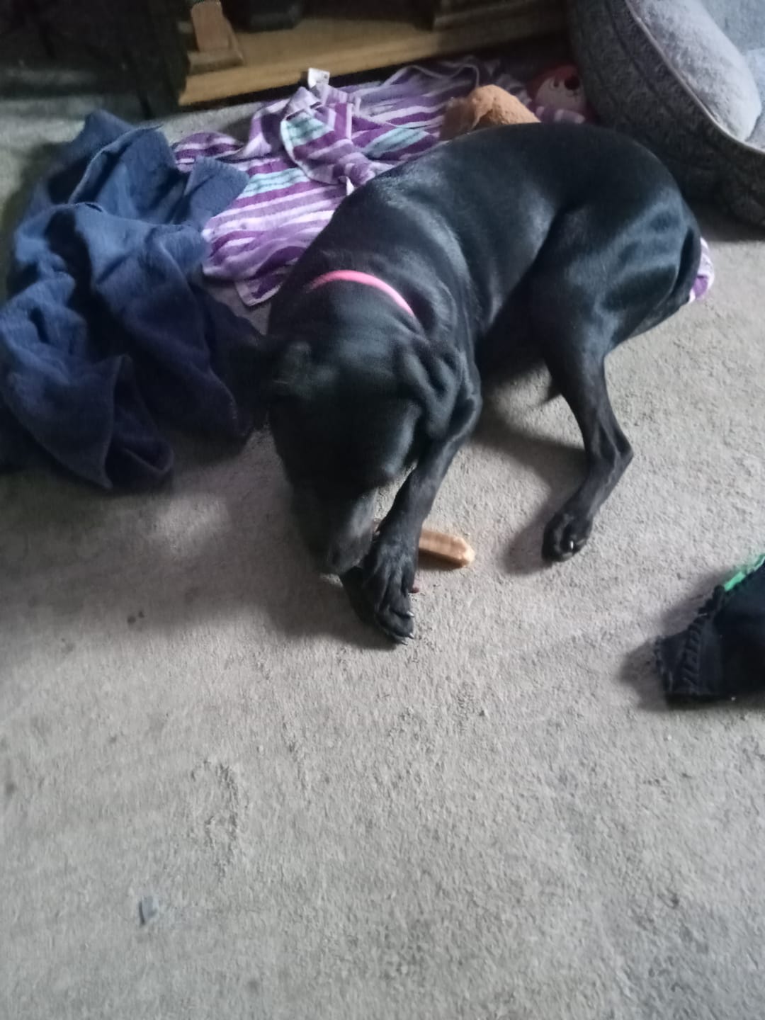 Customer photo review of 6 Inch Standard Bully Sticks