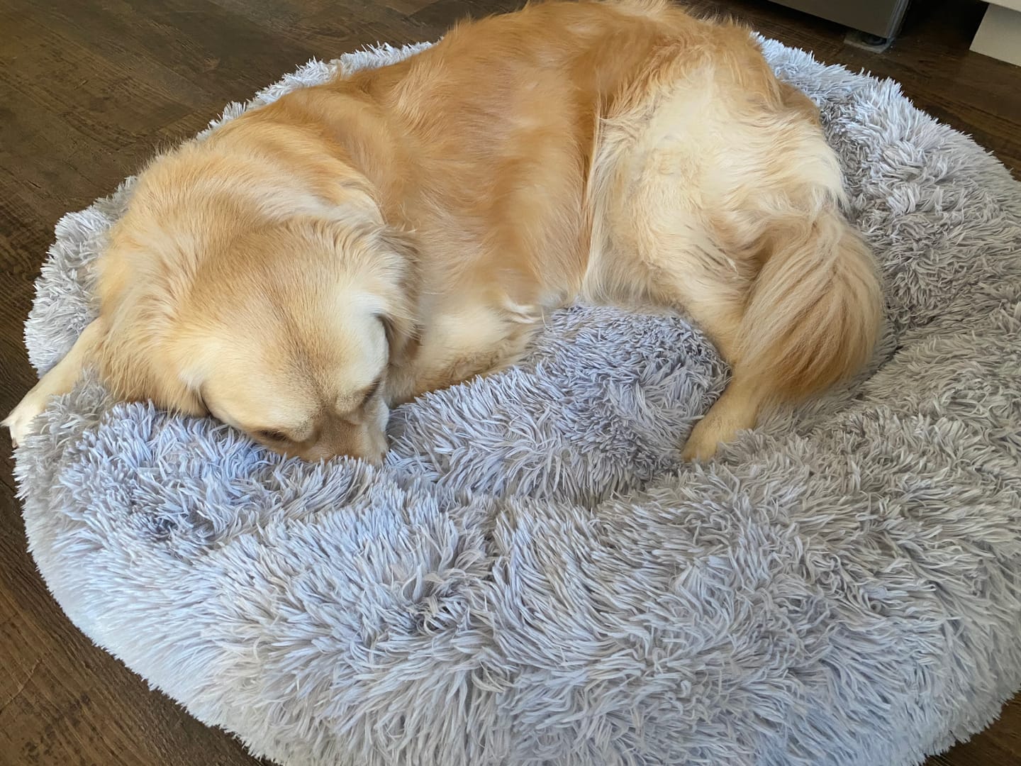 Customer photo review of Brooklyn® Deep Sleep Pet Bed