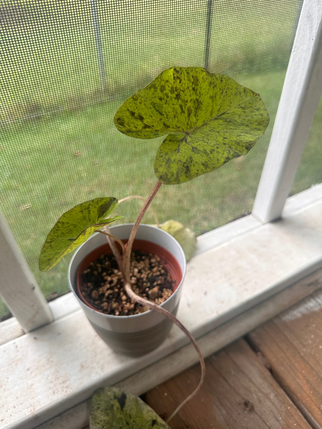 Customer photo review of Colocasia esculenta 'Mojito'