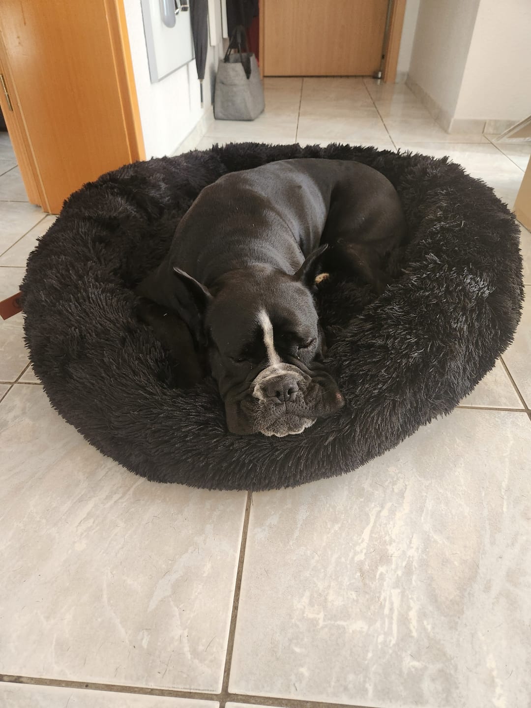 Customer photo review of Belune® Hundebett mit waschbarem Bezug