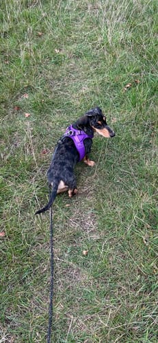 Sarah M. review of Boomerang Harness - XS-M Breeds - Purple image 1 out of 1