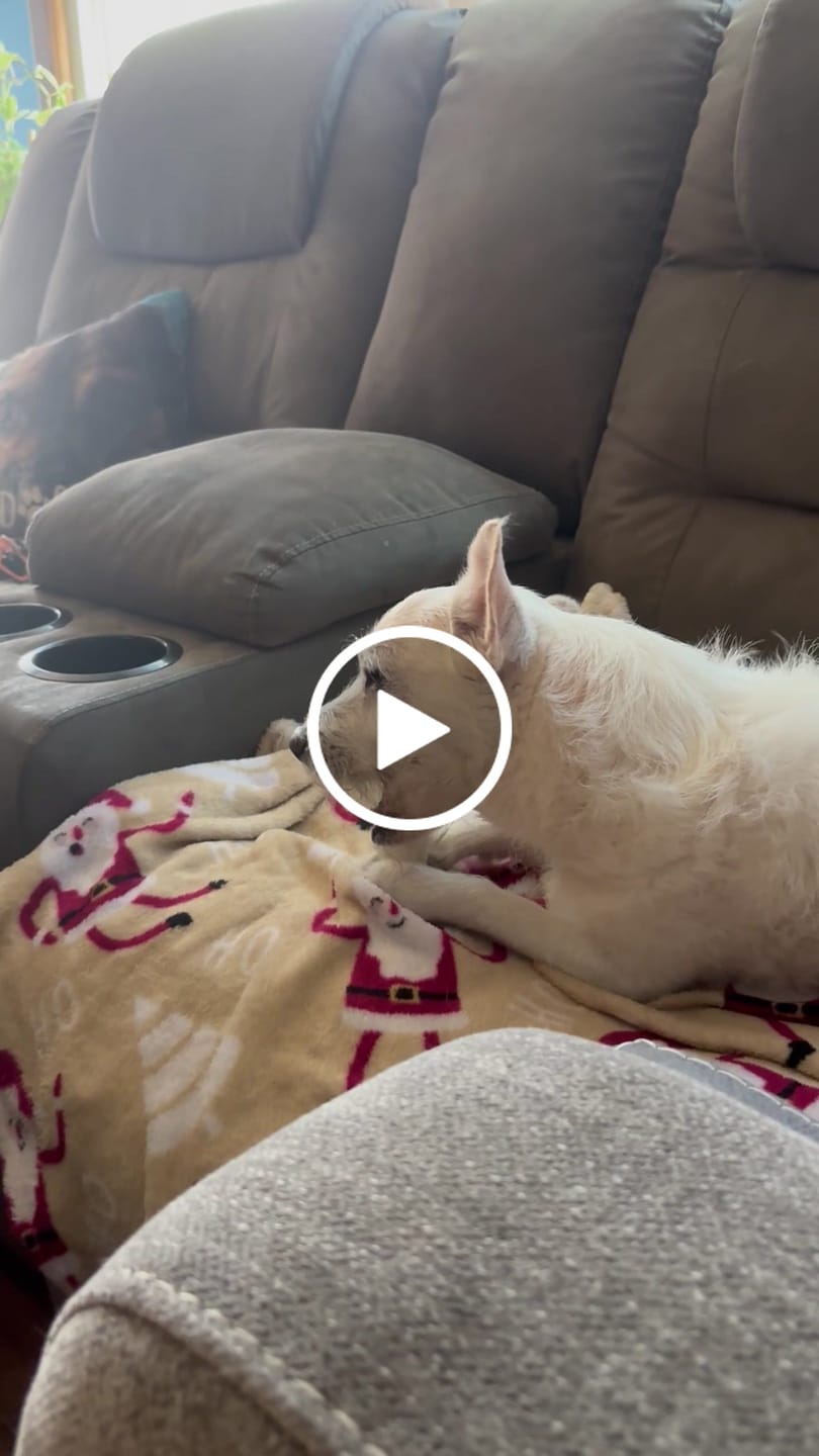 Customer video review of Coconut Yak Chews