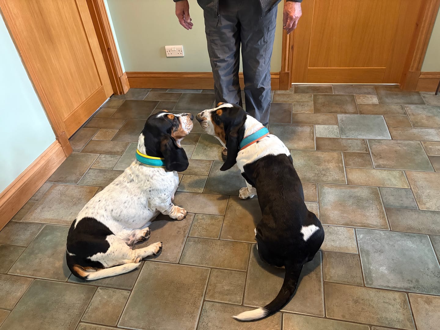 Customer photo review of 4cm Slip on Collar | Foam Padded - Turquoise x Yellow