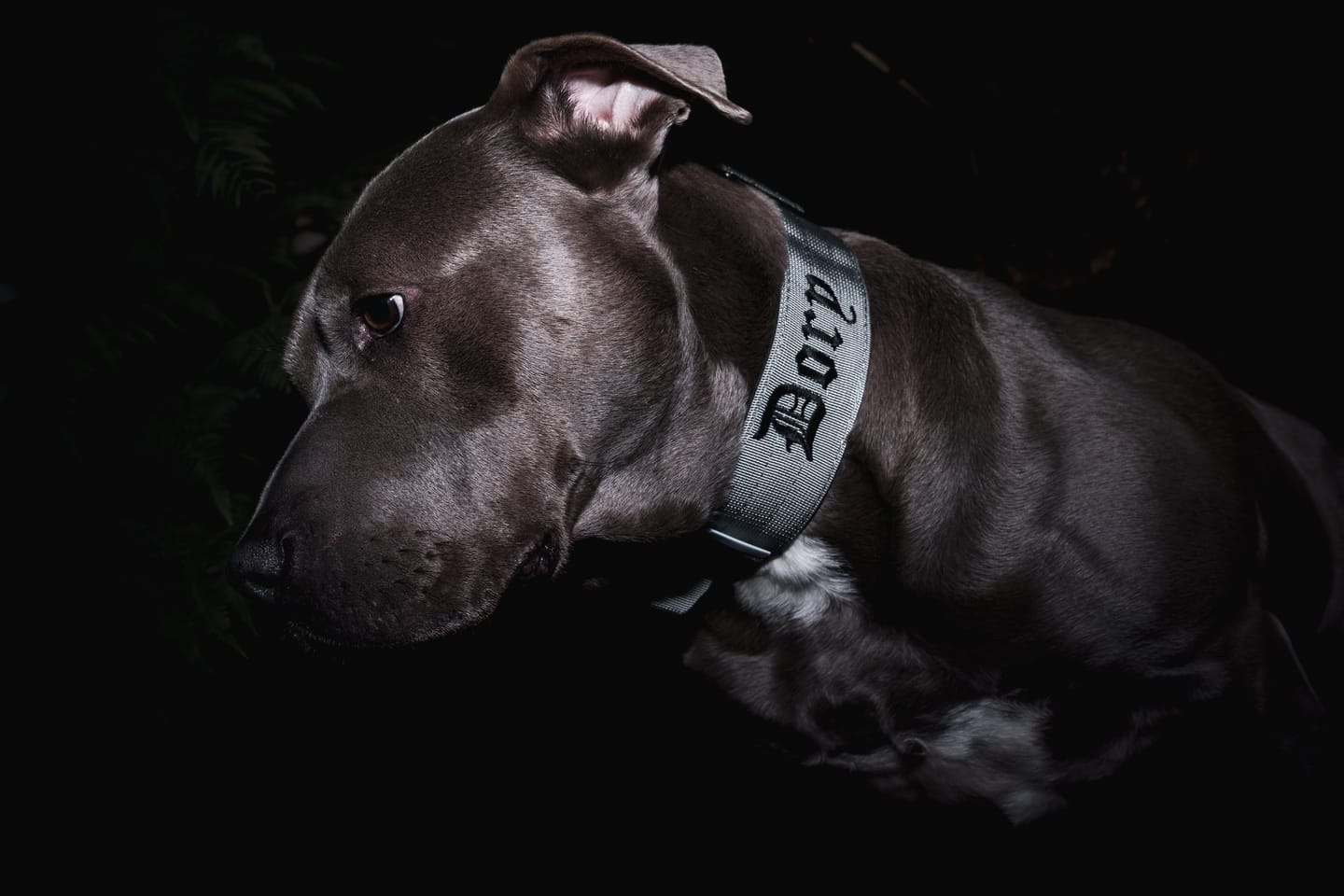 Customer photo review of 5cm Combat® Collar | With Handle & Secure Clip - Metal Grey