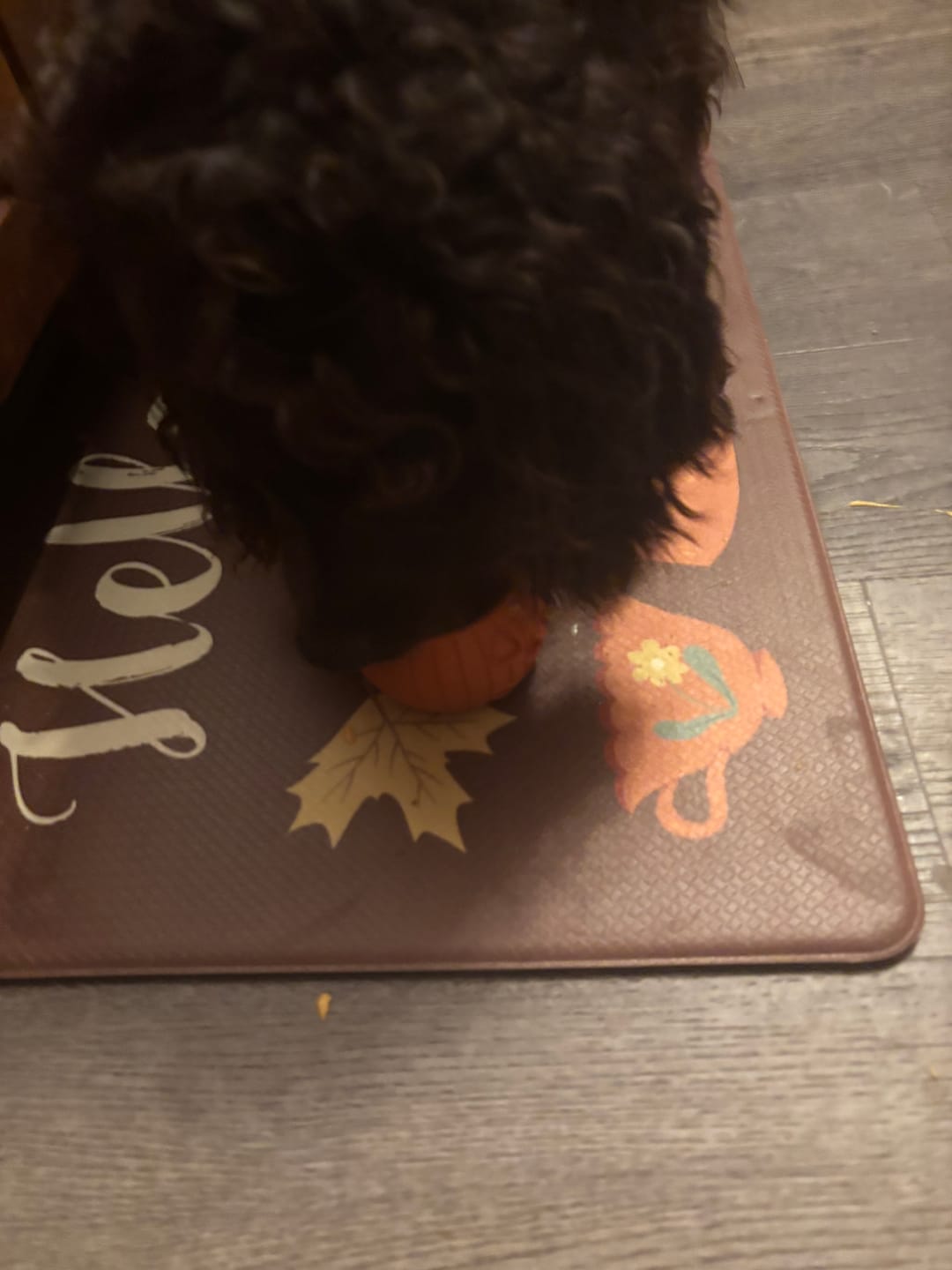 Customer photo review of FreezPumpkin Limited Halloween Edition Dog Toy