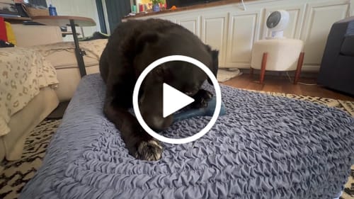 Customer video review of Freez Double