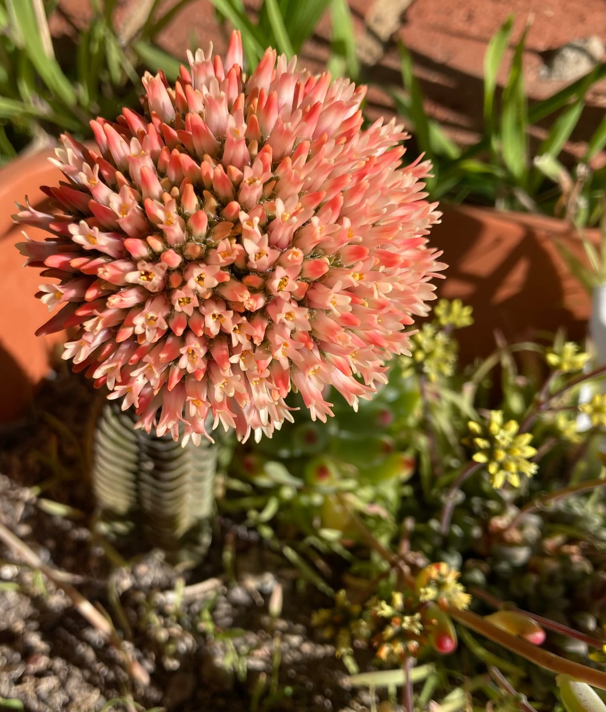 Customer photo review of Crassula 'Fallwood'