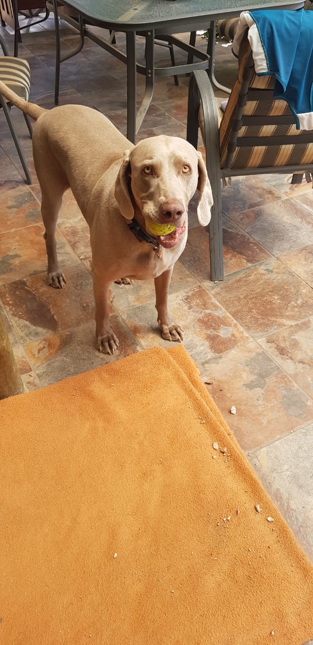 Customer photo review of Moody Master (Stress, Anxiety & Mood Support for Dogs)