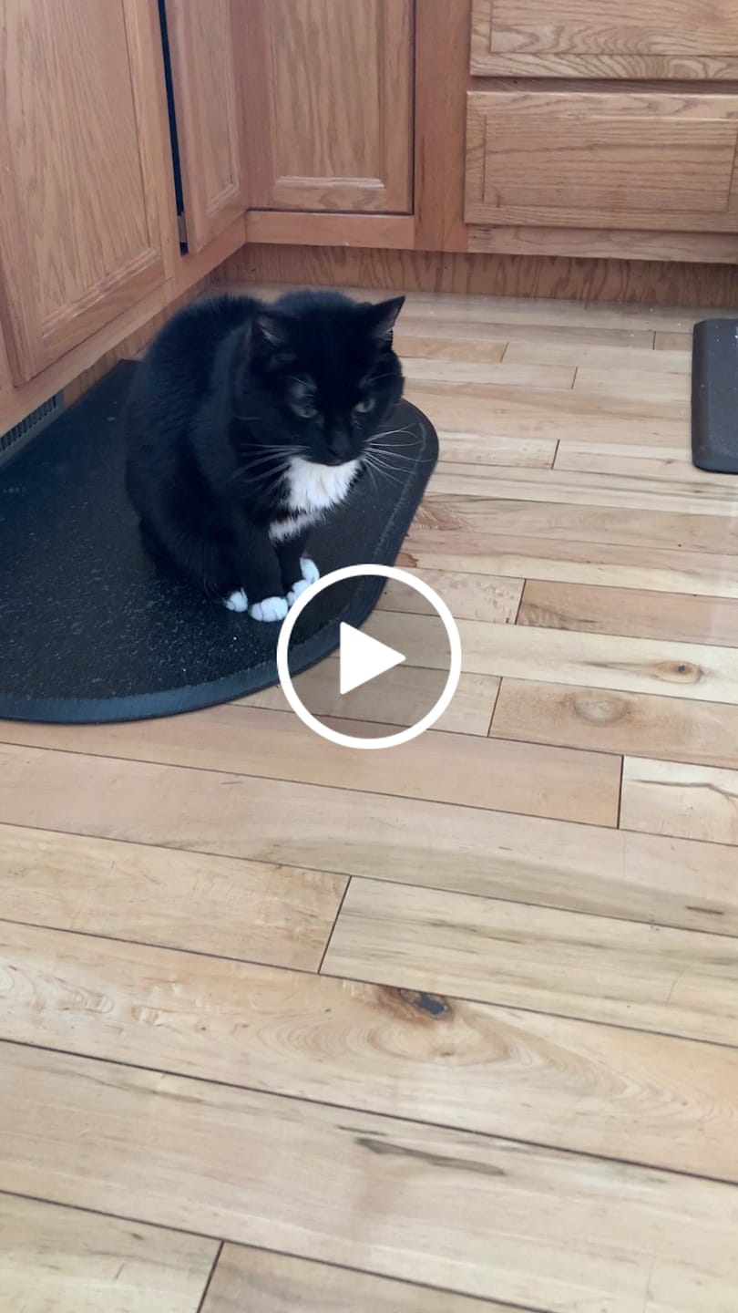 Customer video review of Cat Weight Gain + Hyperthyroidism Support Remedy