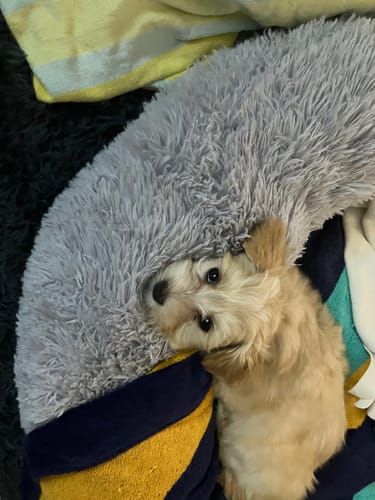 Customer photo review of Puppery Hundebett Wolke 7 - Das Original