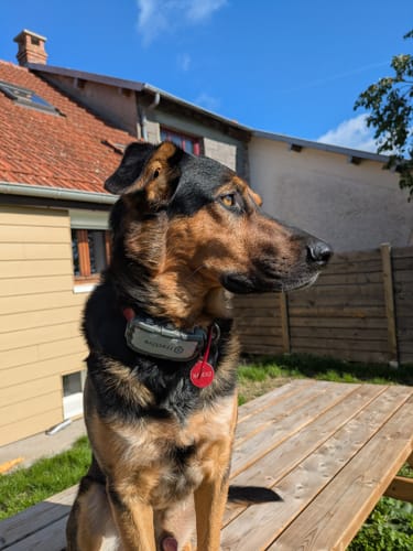 Customer photo review of Longe pour Chien - TrailLine : Robuste et Légère