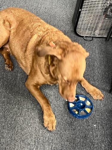 Customer photo review of FreezWheel - Durable Interactive Chew