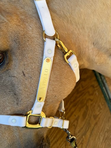 Customer photo review of iCavalos - Horse halter (7 Days)