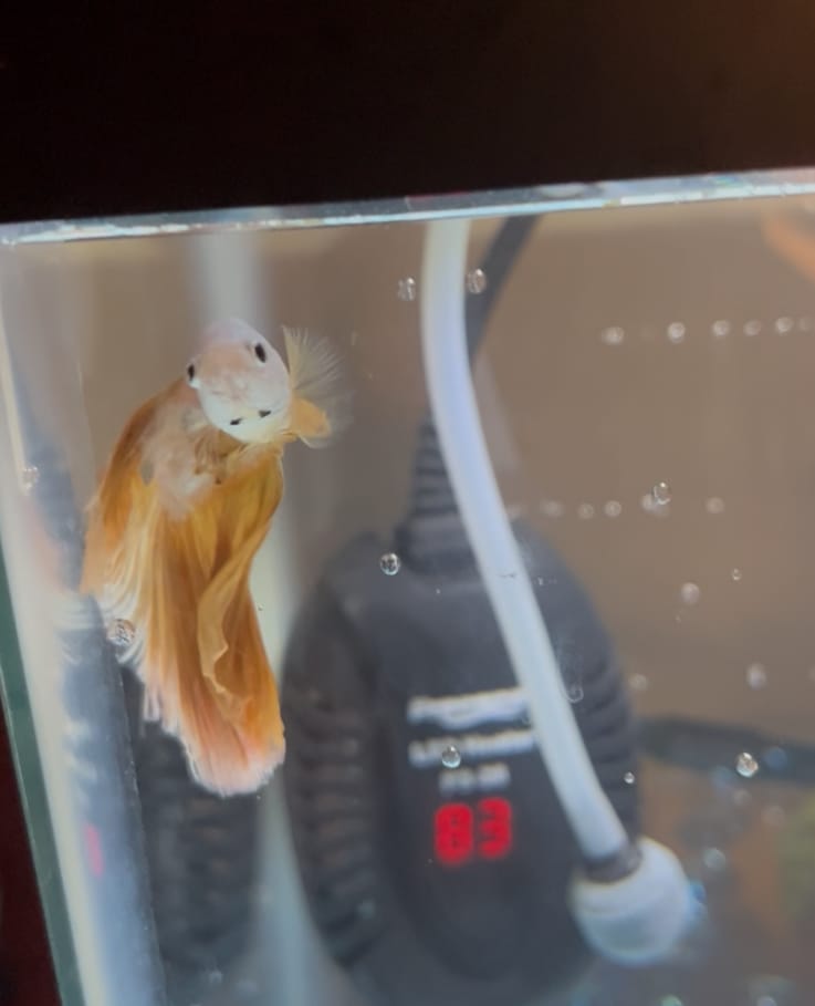 Customer photo review of Yellow Dragon Halfmoon Male Betta Fish
