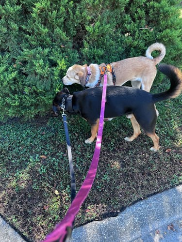 Customer photo review of FIDA Heavy Duty Dog Leash