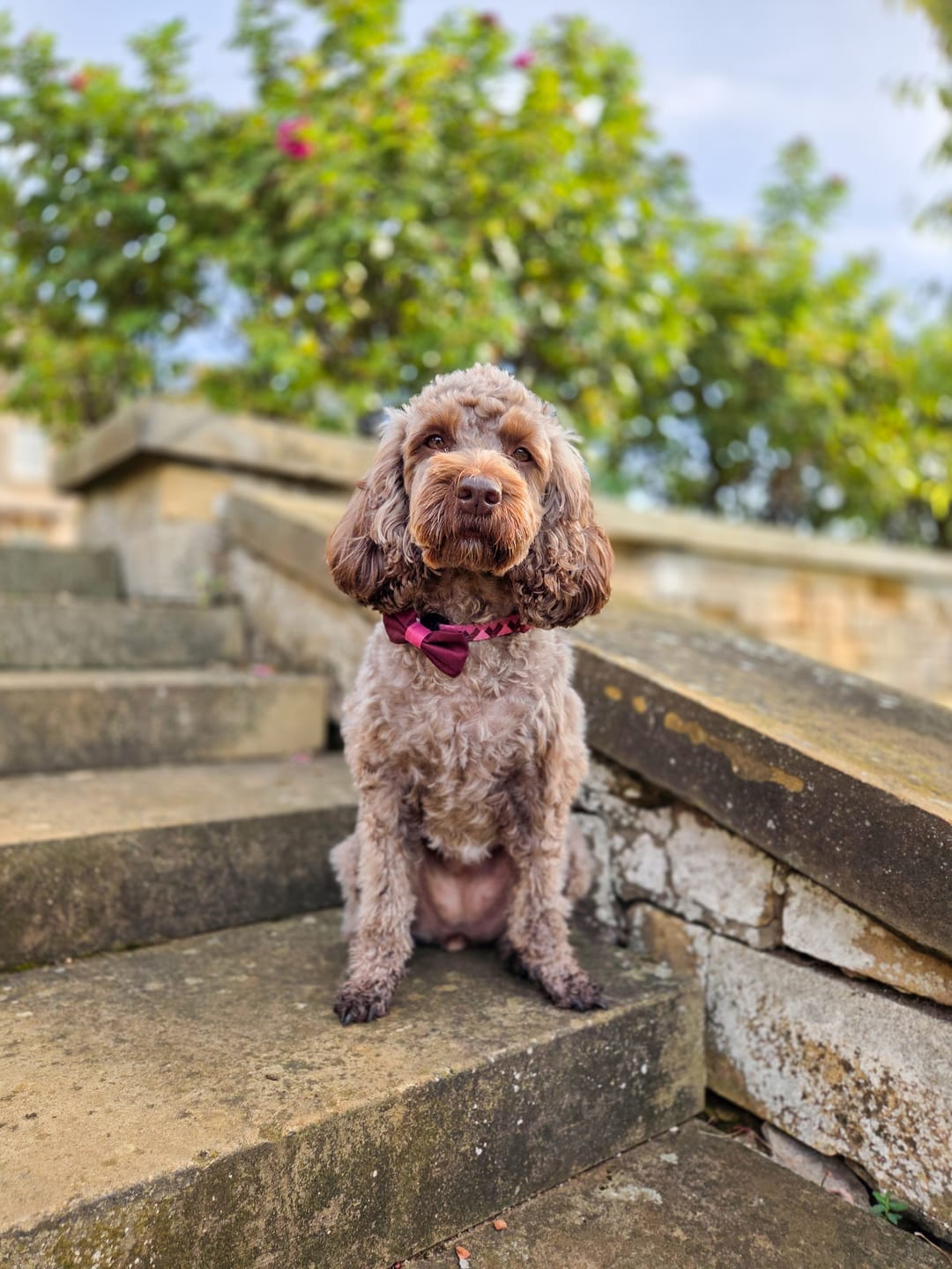 Customer photo review of Collar - Walkies Ready® Mulberry