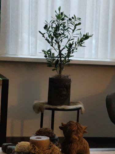 Customer photo review of Kunst Olijfboom 80cm