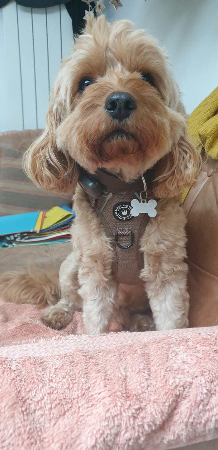 Customer photo review of Trail & Glow Tweed Dog Harness - Oxford Tweed