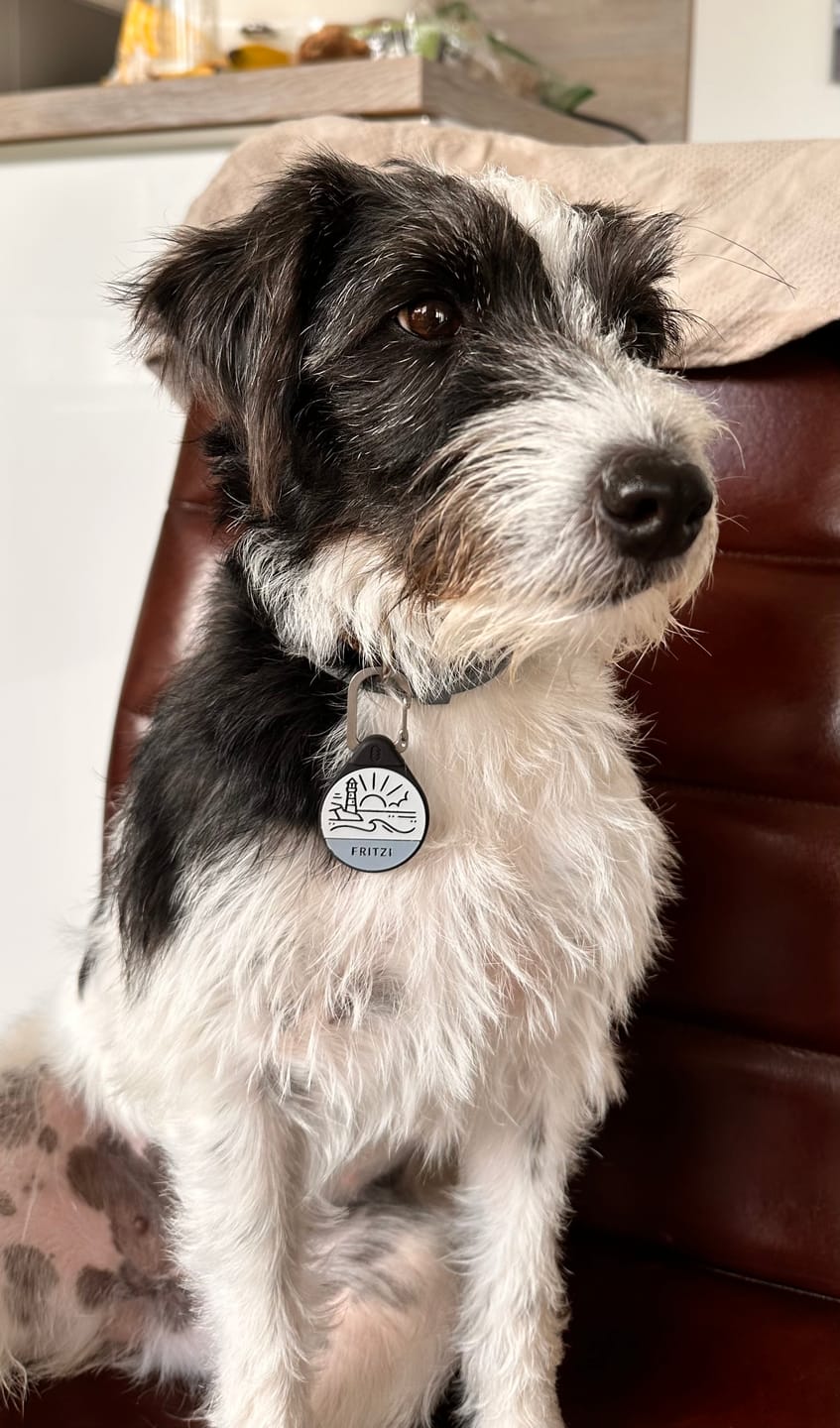 Customer photo review of Coastline - Silent Dog ID Tag