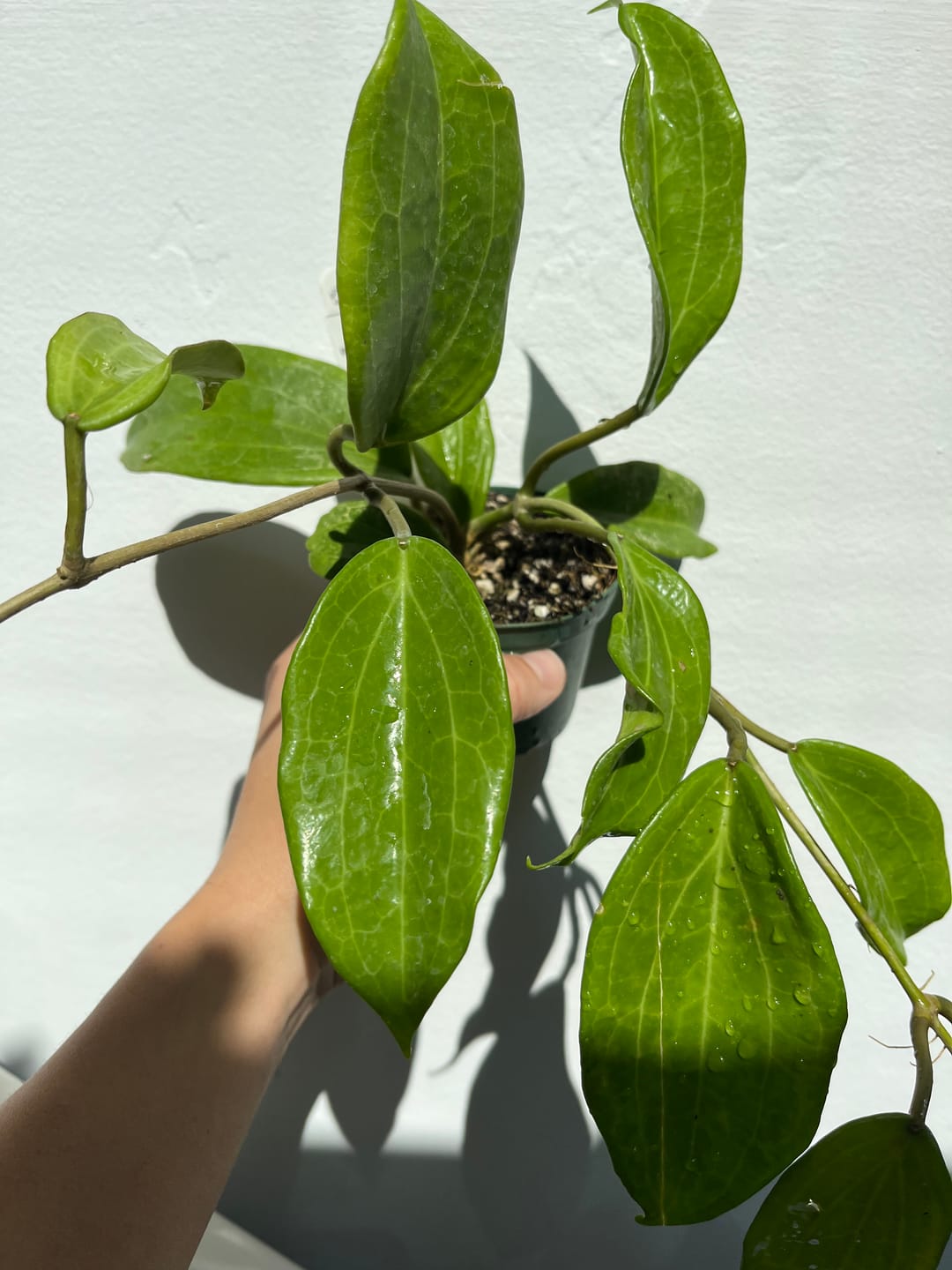 Customer photo review of Hoya quinquenervia