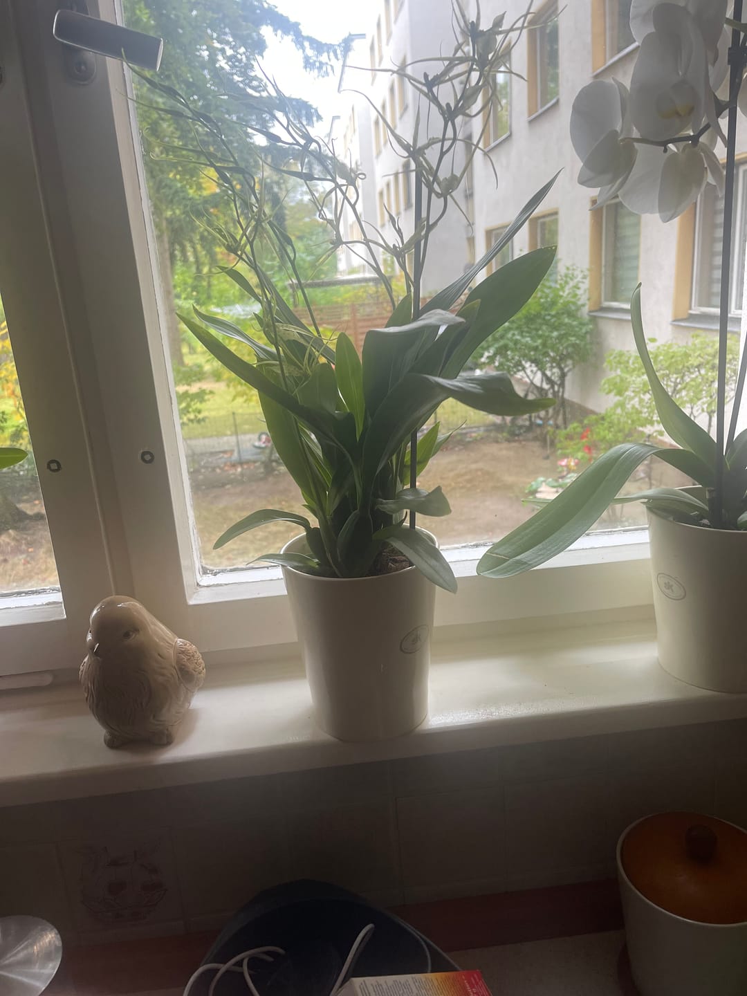 Customer photo review of Spinnenorchidee Brassia Fabian mit 4 Rispen