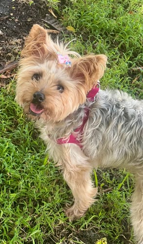 Customer photo review of Boneflex Harness Silver