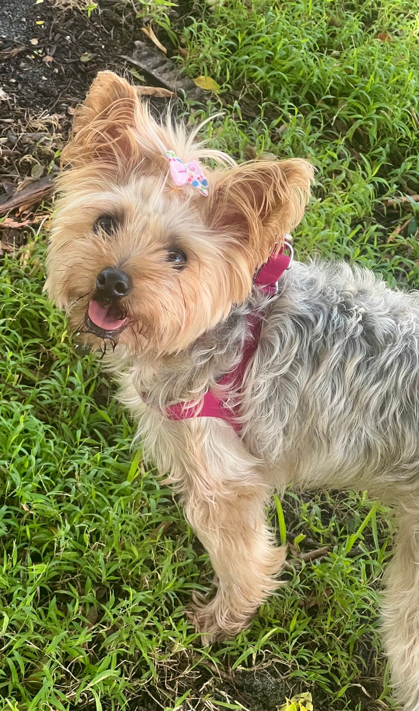 Customer photo review of Boneflex Harness Silver