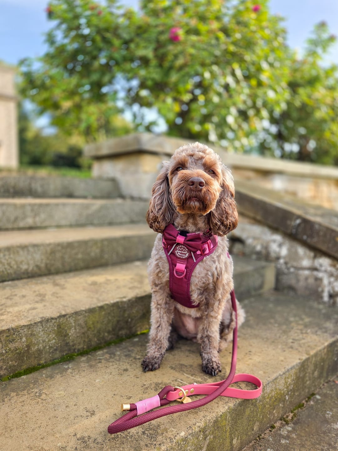 Customer photo review of Bow Tie - Walkies Ready® - Mulberry