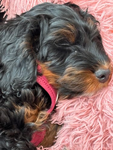 Customer photo review of Puppery Hundebett Wolke 7 - Das Original