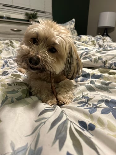 Customer photo review of 6 Inch Beef Jerky Stick