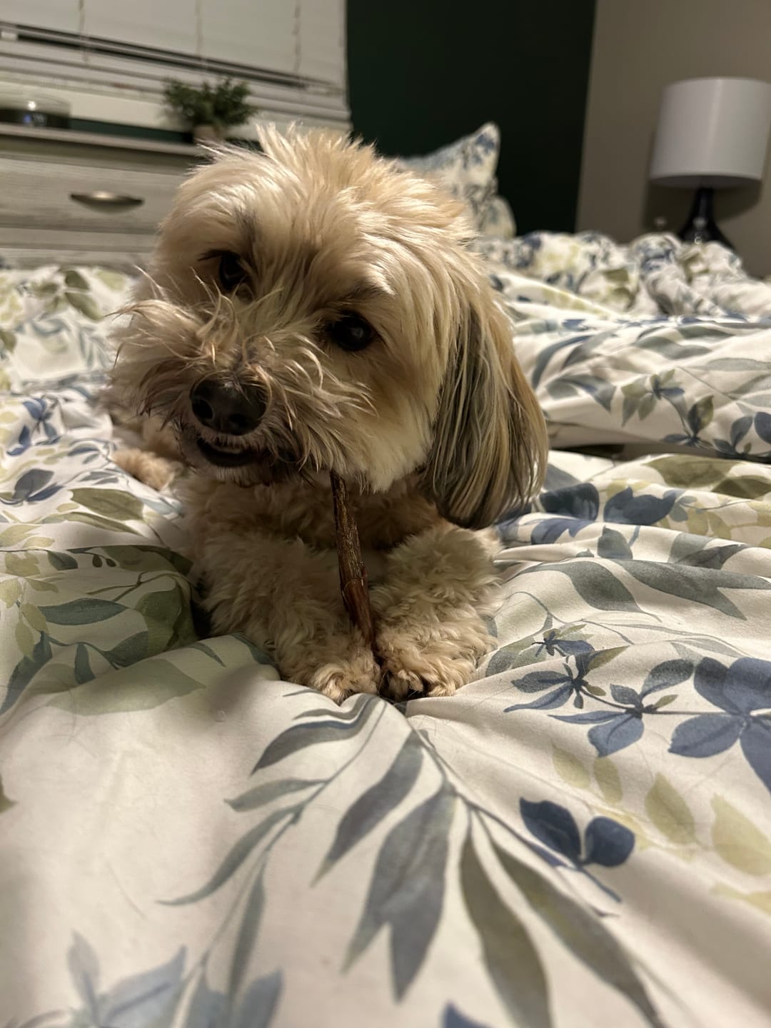 Customer photo review of 6 Inch Beef Jerky Stick