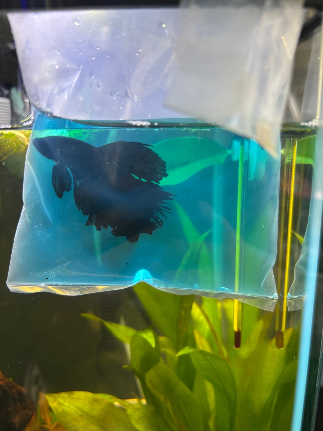 Customer photo review of Super Black Halfmoon Male Betta Fish
