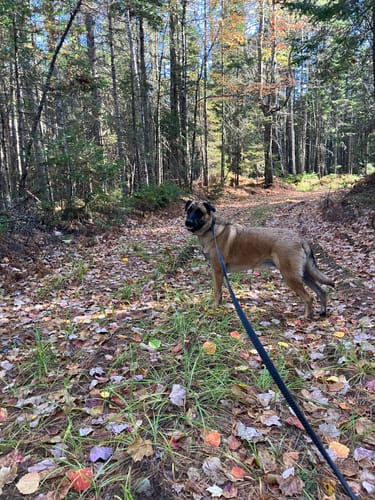 Customer photo review of TRUEGRIP Dog Leash - Black