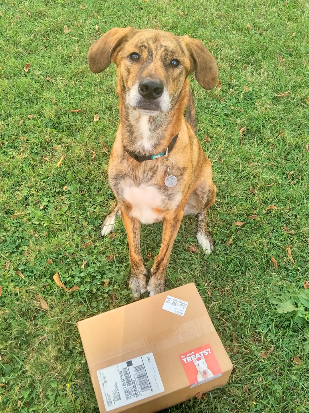 Customer photo review of Elk with Wild Berries