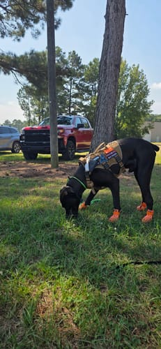 Customer photo review of WagWellies® by wagwear