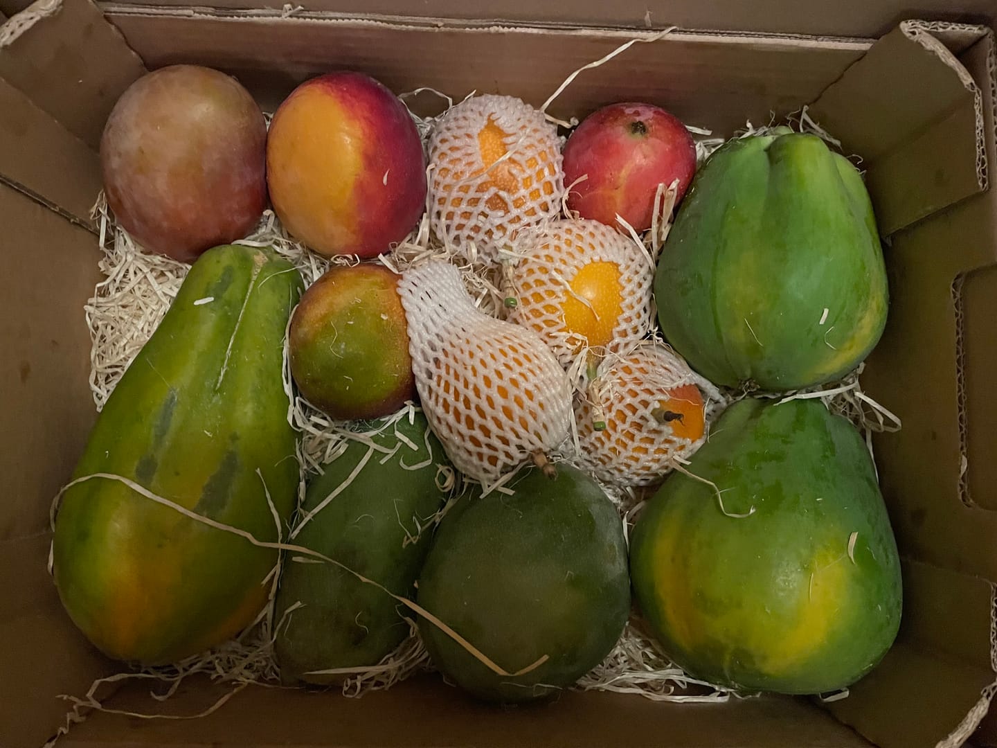 Customer photo review of Papaya Bio von Julian