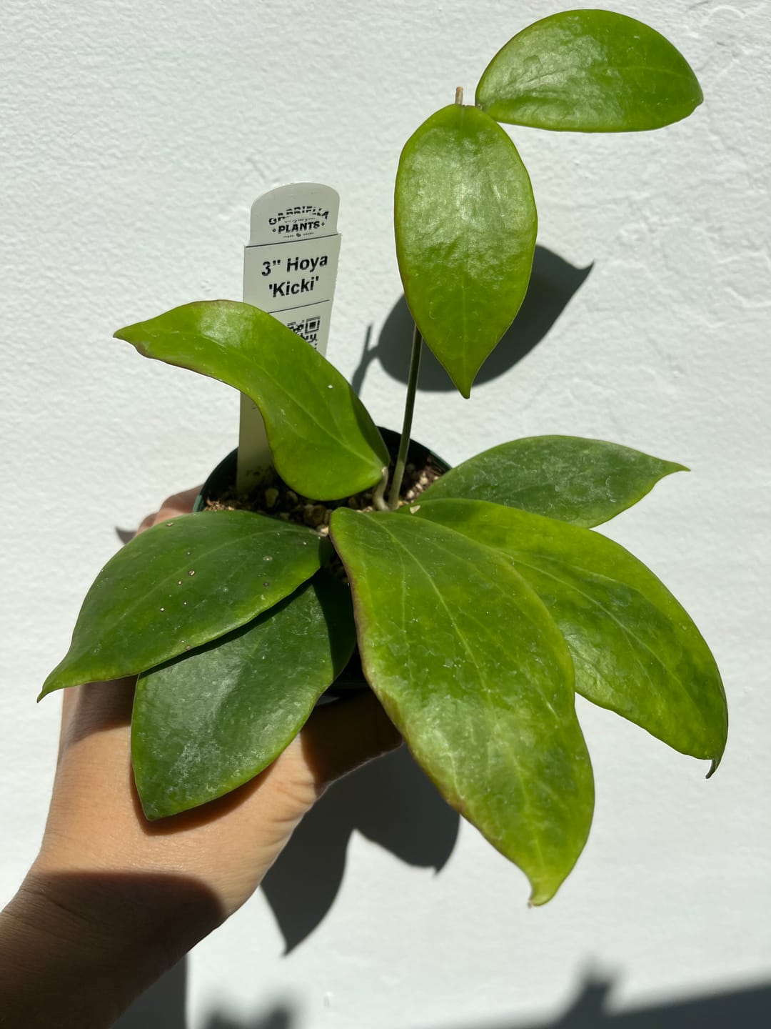 Customer photo review of Hoya 'Kicki'
