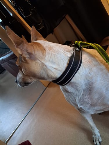 Customer photo review of 3cm Slip on Collar | Foam Padded - Black