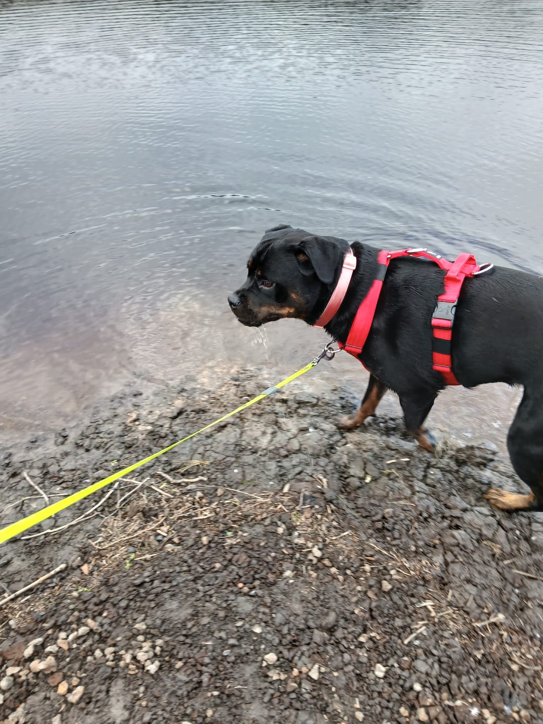 Customer photo review of Ultra Harness - Anti pull - Red